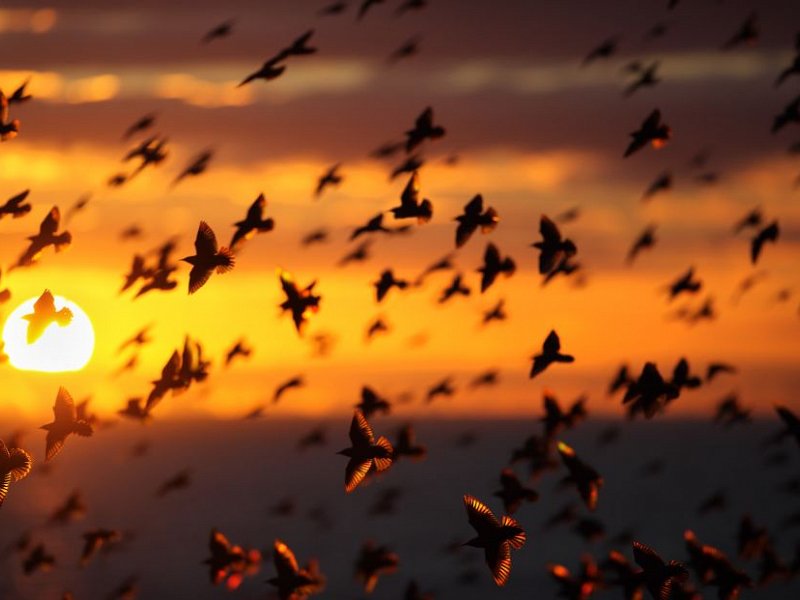 Starling Murmurations